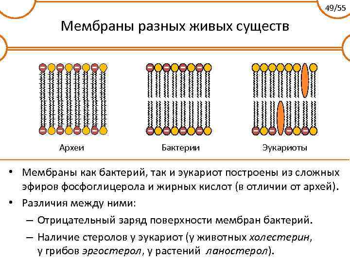 49/55 Мембраны разных живых существ Археи Бактерии Эукариоты • Мембраны как бактерий, так и