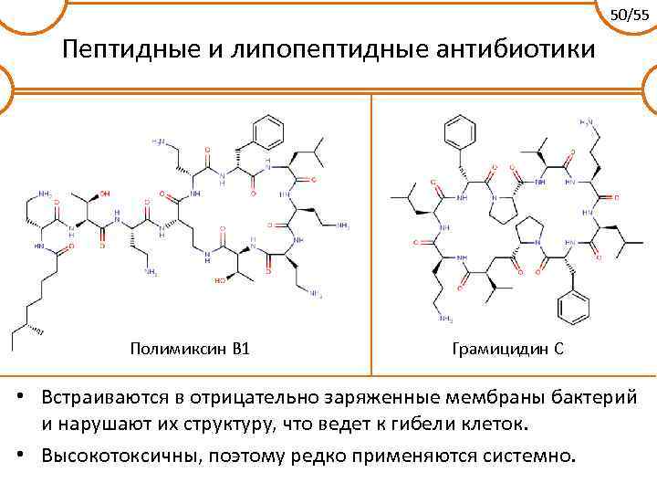 50/55 Пептидные и липопептидные антибиотики Полимиксин B 1 Грамицидин С • Встраиваются в отрицательно