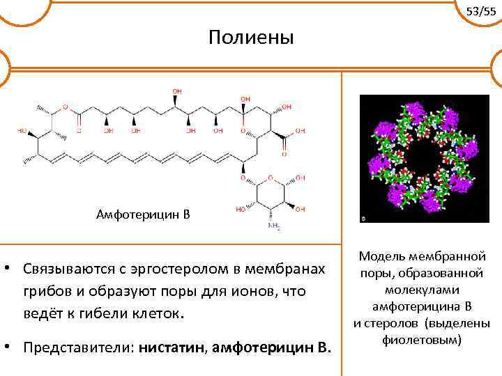 53/55 Полиены Амфотерицин B • Связываются с эргостеролом в мембранах грибов и образуют поры