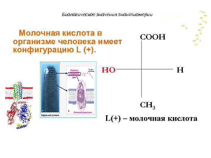 Биологическое значения энантиомерии Молочная кислота в организме человека имеет конфигурацию L (+). COOH HO