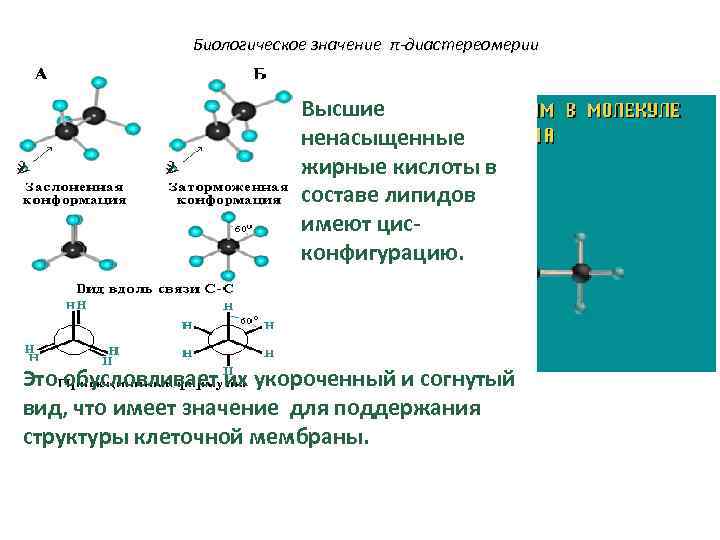 Биологическое значение π-диастереомерии Высшие ненасыщенные жирные кислоты в составе липидов имеют цисконфигурацию. Это обусловливает