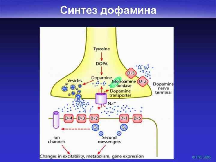 Синтез дофамина 