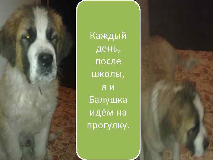 Каждый день, после школы, яи Балушка идём на прогулку. 