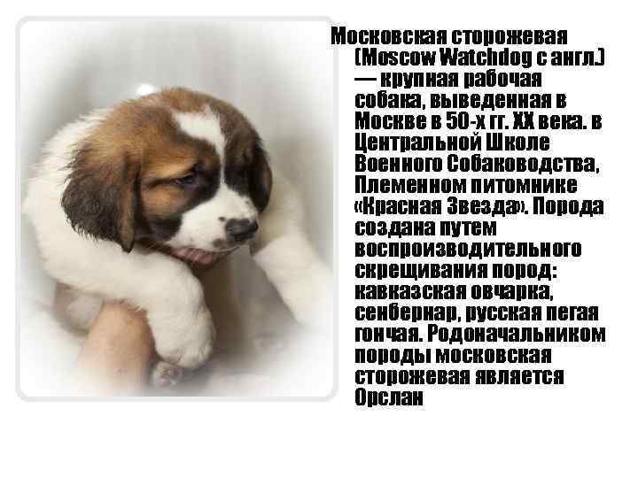 Московская сторожевая (Moscow Watchdog с англ. ) — крупная рабочая собака, выведенная в Москве