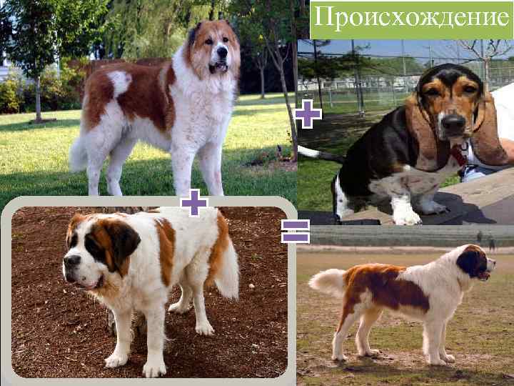 Вскоре после окончания Великой Отечественной Войны по приказу Министерства обороны СССР Центральной школе военного