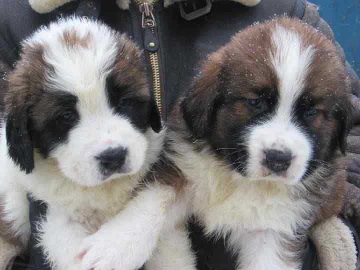 Факт. Московская сторожевая, являясь крупной собакой не агрессивна, но способна защитить хозяев при необходимости.