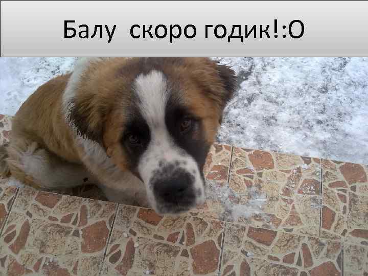 Балу скоро годик!: O 