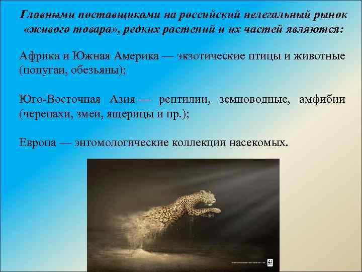 Главными поставщиками на российский нелегальный рынок «живого товара» , редких растений и их частей