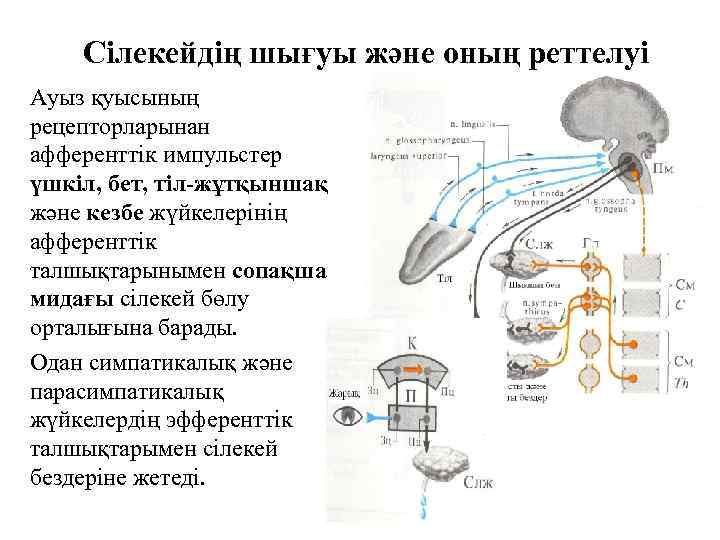 Сілекейдің шығуы және оның реттелуі Ауыз қуысының рецепторларынан афференттік импульстер үшкіл, бет, тіл-жұтқыншақ және