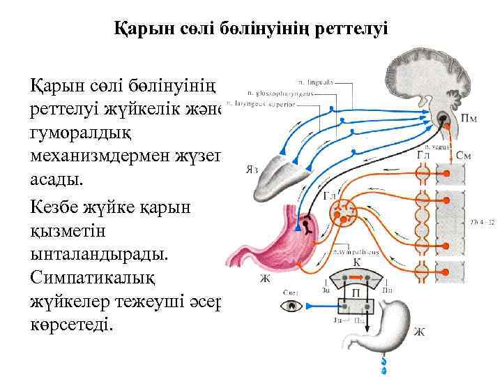 Қарын сөлі бөлінуінің реттелуі жүйкелік және гуморалдық механизмдермен жүзеге асады. Кезбе жүйке қарын қызметін