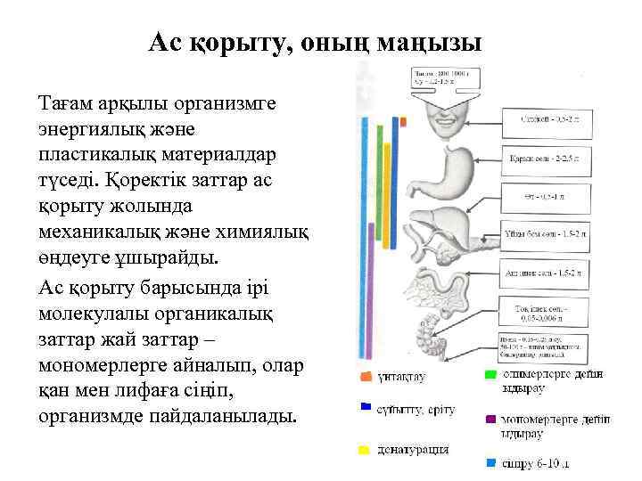Ас қорыту, оның маңызы Тағам арқылы организмге энергиялық және пластикалық материалдар түседі. Қоректік заттар