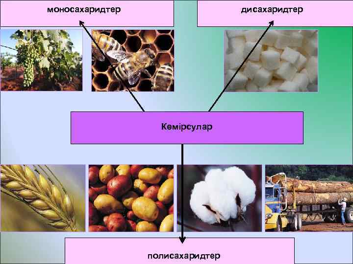 моносахаридтер дисахаридтер Көмірсулар полисахаридтер 