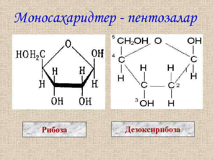 Строение рибозы