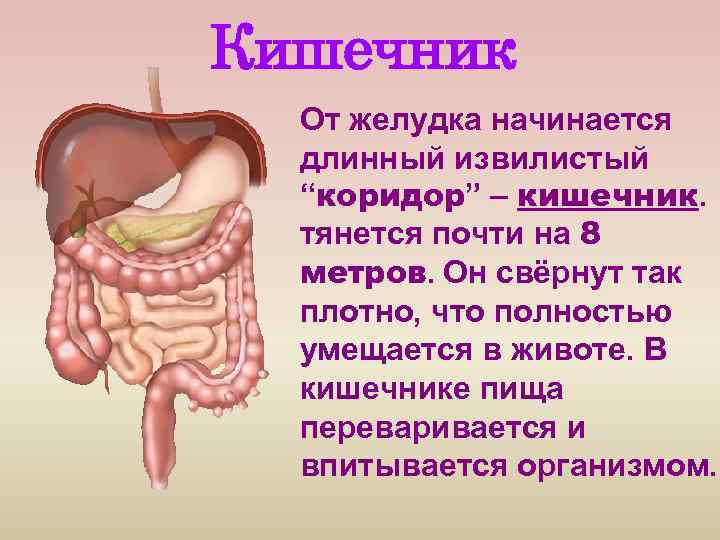 Кишечник От желудка начинается длинный извилистый “коридор” – кишечник. тянется почти на 8 метров.