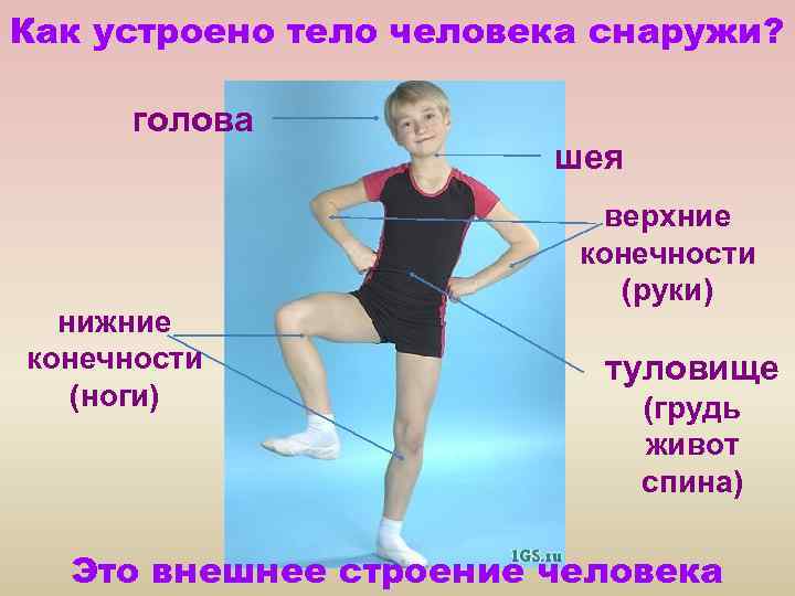 Как устроено тело человека снаружи? голова нижние конечности (ноги) шея верхние конечности (руки) туловище