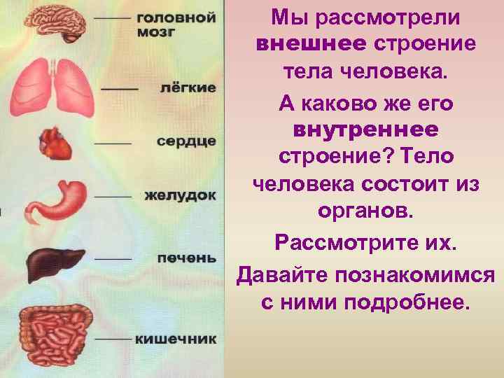 Мы рассмотрели внешнее строение тела человека. А каково же его внутреннее строение? Тело человека