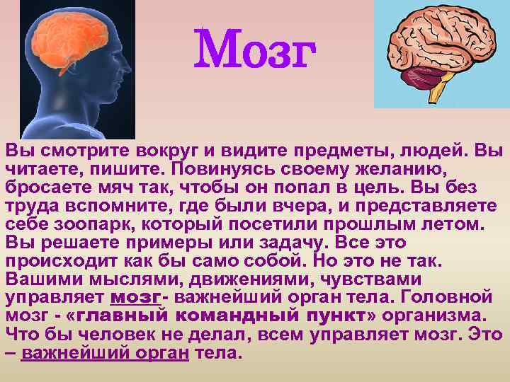 Мозг Вы смотрите вокруг и видите предметы, людей. Вы читаете, пишите. Повинуясь своему желанию,