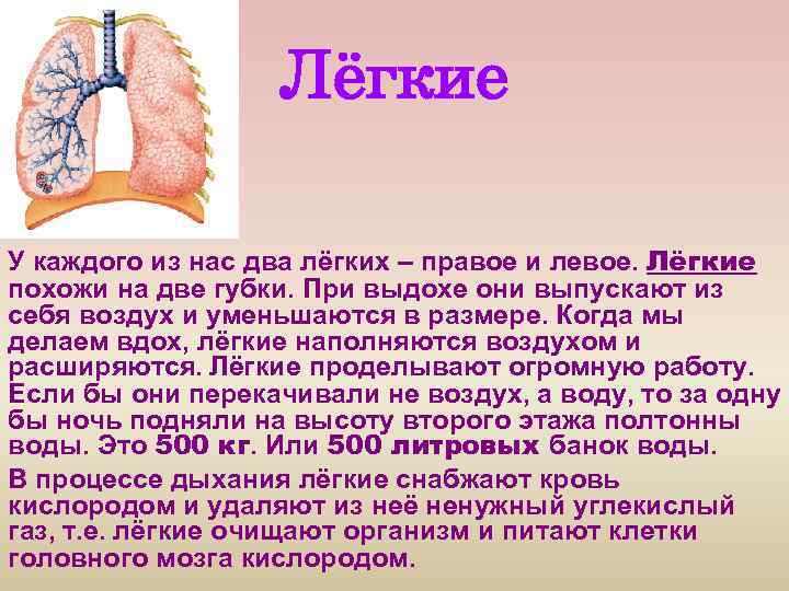 Лёгкие У каждого из нас два лёгких – правое и левое. Лёгкие похожи на