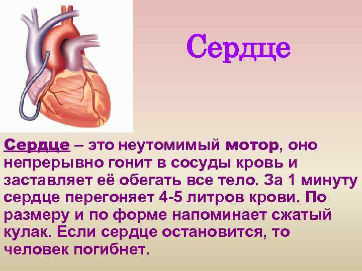 Сердце – это неутомимый мотор, оно непрерывно гонит в сосуды кровь и заставляет её
