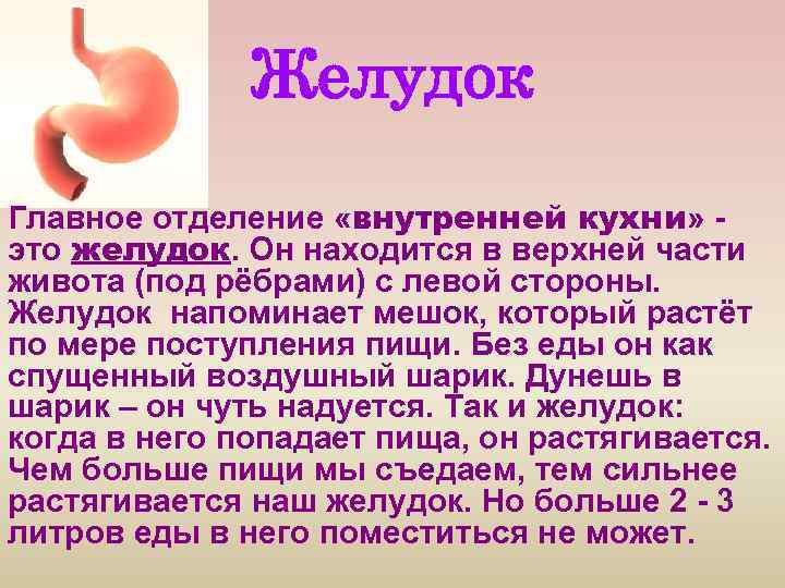 Желудок Главное отделение «внутренней кухни» это желудок. Он находится в верхней части живота (под