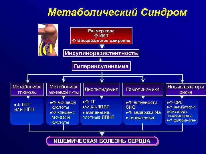 Метаболический Синдром Размер тела ИМТ Висцеральное ожирение Инсулинорезистентность + Гиперинсулинемия Метаболизм глюкозы l± НТГ