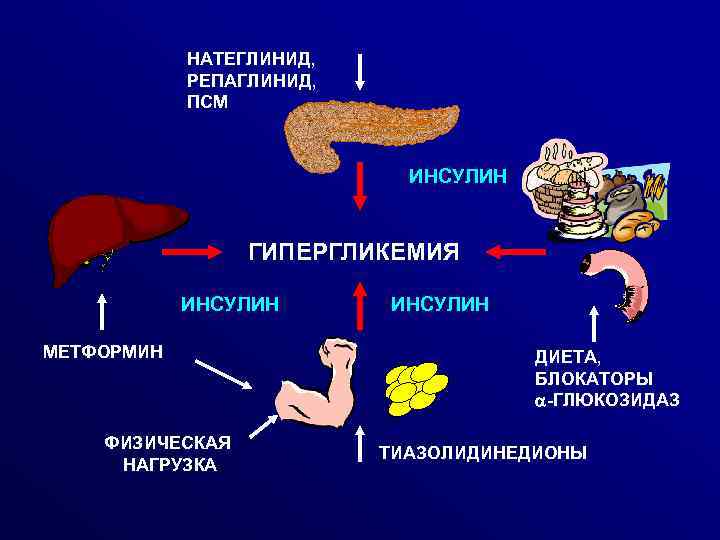 НАТЕГЛИНИД, РЕПАГЛИНИД, ПСМ ИНСУЛИН ГИПЕРГЛИКЕМИЯ ИНСУЛИН МЕТФОРМИН ФИЗИЧЕСКАЯ НАГРУЗКА ИНСУЛИН ДИЕТА, БЛОКАТОРЫ a-ГЛЮКОЗИДАЗ ТИАЗОЛИДИНЕДИОНЫ