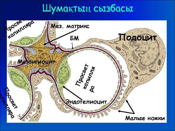 Шумақтың сызбасы Мез. матрикс Мезангиоцит БМ Подоцит т ве ра я ос Пр илл