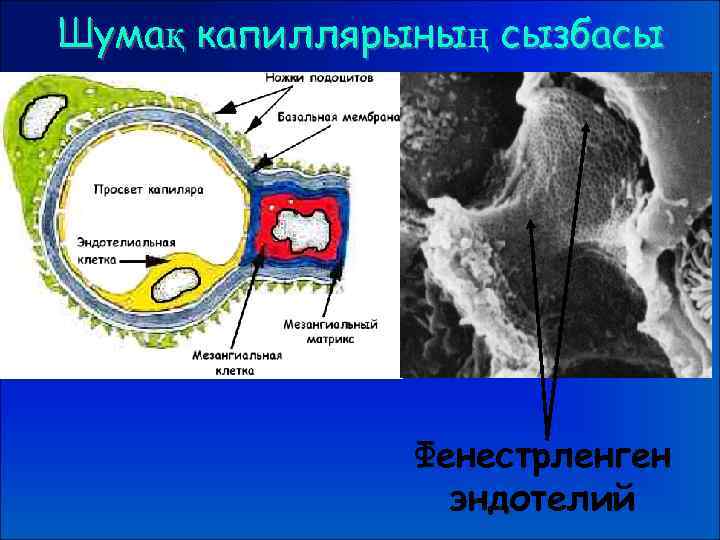 Шумақ капиллярының сызбасы Фенестрленген эндотелий 