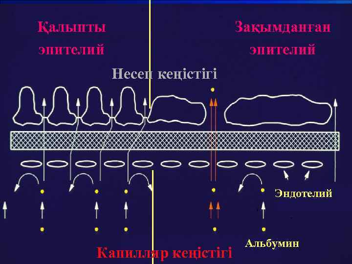 Қалыпты эпителий Зақымданған эпителий Несеп кеңістігі Эндотелий Капилляр кеңістігі Альбумин 