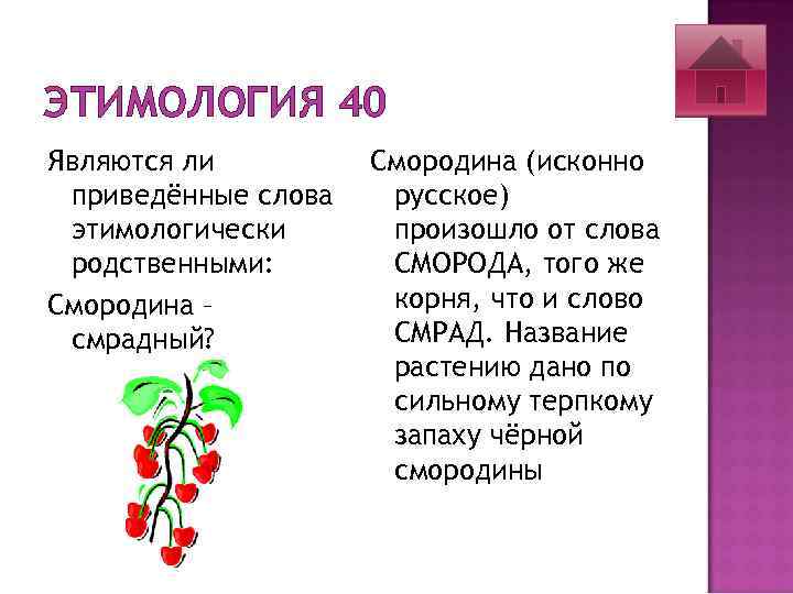 ЭТИМОЛОГИЯ 40 Являются ли приведённые слова этимологически родственными: Смородина – смрадный? Смородина (исконно русское)