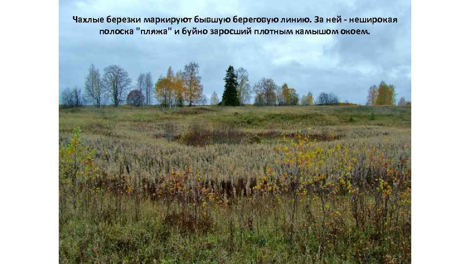 Чахлые березки маркируют бывшую береговую линию. За ней - неширокая полоска 