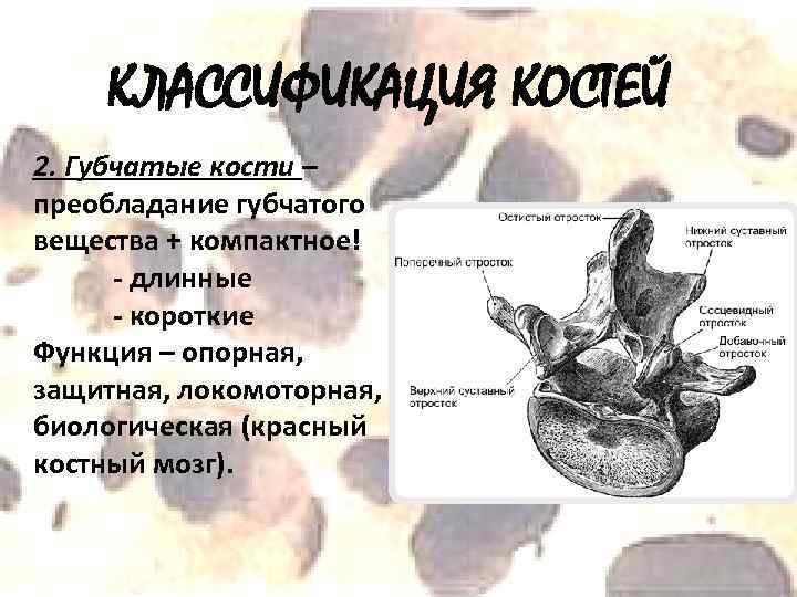 КЛАССИФИКАЦИЯ КОСТЕЙ 2. Губчатые кости – преобладание губчатого вещества + компактное! - длинные -