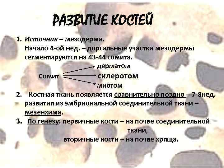 РАЗВИТИЕ КОСТЕЙ 1. Источник – мезодерма. Начало 4 -ой нед. – дорсальные участки мезодермы