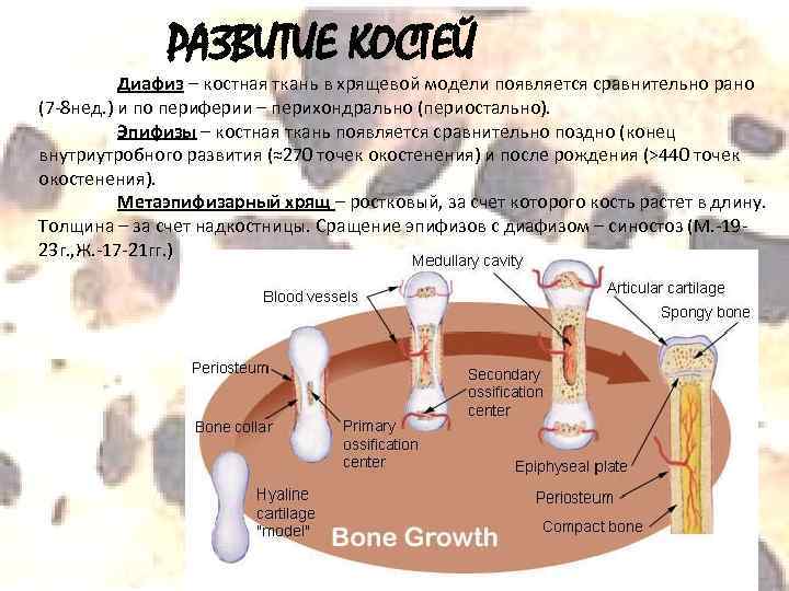 РАЗВИТИЕ КОСТЕЙ Диафиз – костная ткань в хрящевой модели появляется сравнительно рано (7 -8