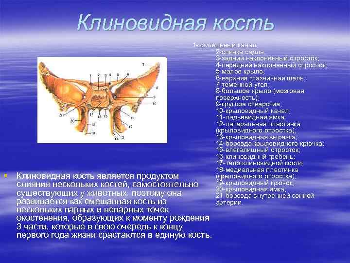 Клиновидная кость § 1 -зрительный канал; 2 -спинка седла; 3 -задний наклоненный отросток; 4