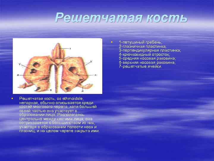 Среди костей. Решетчатая кость крючковидный отросток. Полулунная расщелина решетчатая кость. Решетчатая кость глазничная пластинка. Клиновидная пластинка решетчатой кости.