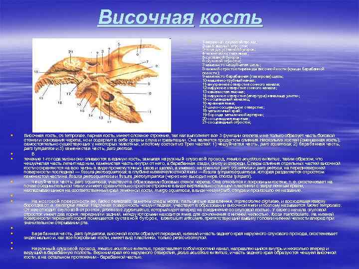 Височная кость § § § 1 -наружный слуховой проход; 2 -шиловидный отросток; 3 -поза-дисуставной