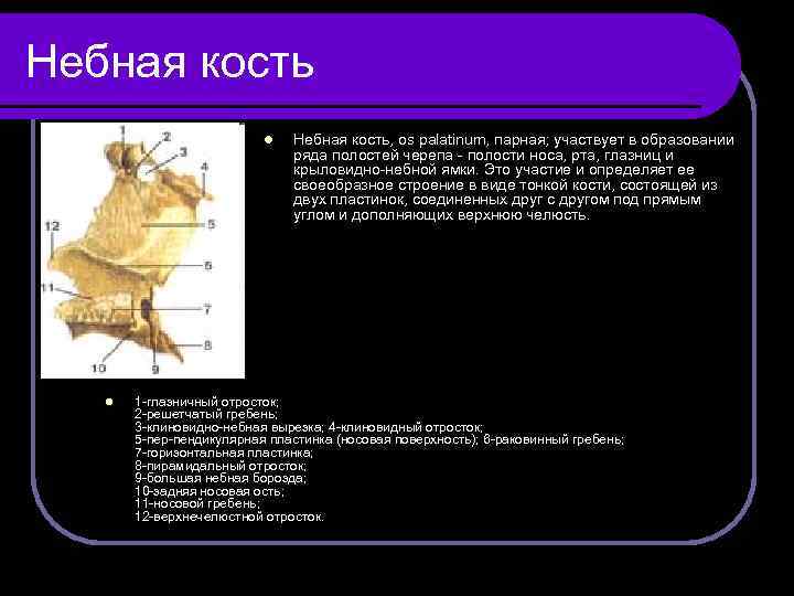 Небная кость l l Небная кость, os palatinum, парная; участвует в образовании ряда полостей