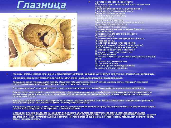 Глазница § § 1 -скуловой отросток лобной кости; 2 -большое крыло клиновидной кости (глазничная