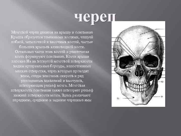 череп Мозговой череп делится на крышу и основание Крыша образуется теменными костями, чешуей лобной,