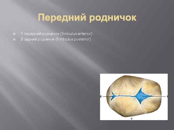  1 передний родничок (foniculus anterior) 2 задний родничок (fonticulus posterior) 