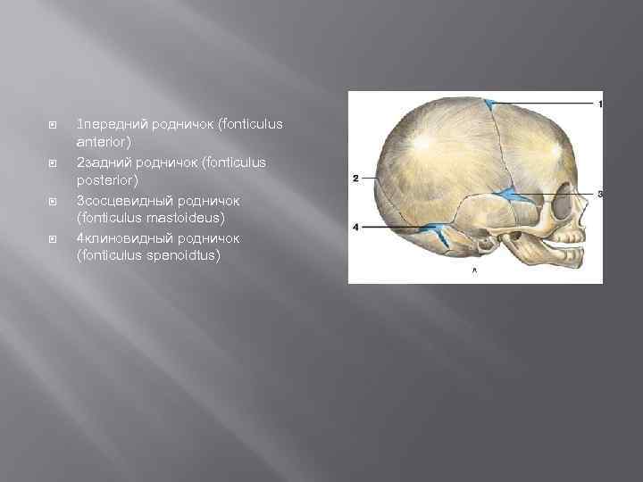  1 передний родничок (fonticulus anterior) 2 задний родничок (fonticulus posterior) 3 сосцевидный родничок