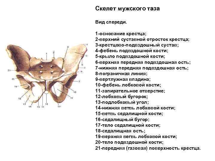 Строение женских половых. Скелет мужского таза вид спереди. Строение таза у мужчины вид сзади. Строение костей мужского таза. Кость на тазу спереди.