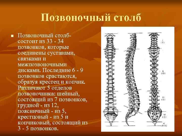 Позвоночный столб n Позвоночный столбсостоит из 33 - 34 позвонков, которые соединены суставами, связками