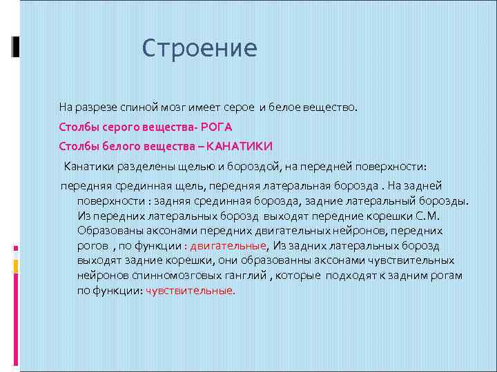 Строение На разрезе спиной мозг имеет серое и белое вещество. Столбы серого вещества- РОГА