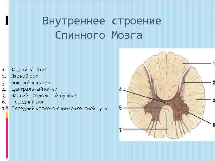 Спинномозговой канал обозначенный на рисунке цифрой заполнен