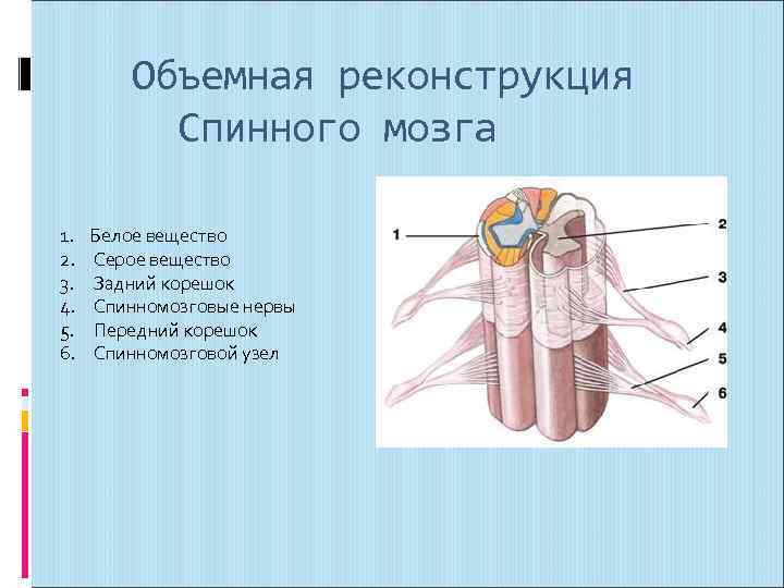 Спинной мозг 4. Объемная реконструкция спинного мозга. Реконструкция и поперечный разрез спинного мозга. Передние корешки спинного мозга являются. Задние корешки спинного мозга являются.