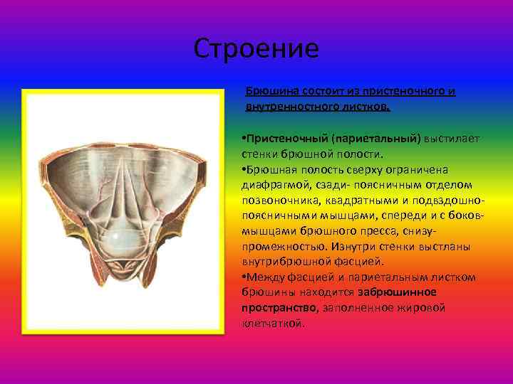 Строение Брюшина состоит из пристеночного и внутренностного листков. • Пристеночный (париетальный) выстилает стенки брюшной