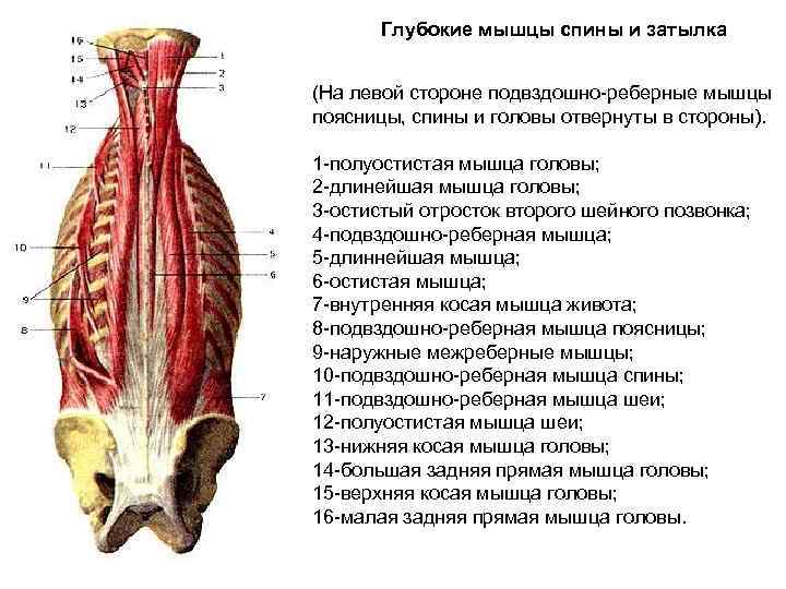 Глубокая поясница. Глубокие мышцы поясницы анатомия. Поверхностный слой глубоких мышц спины. Мышцы спины поверхностные и глубокие слои анатомия. Мышцы спины глубокий слой.