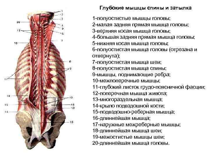 Глубокие мышцы спины